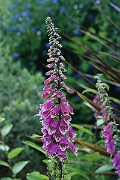 David Plant Photography - Wildlife Photographer - Foxglove - A
